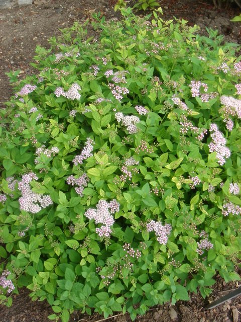 Spiraea japonica 'Little Princess'